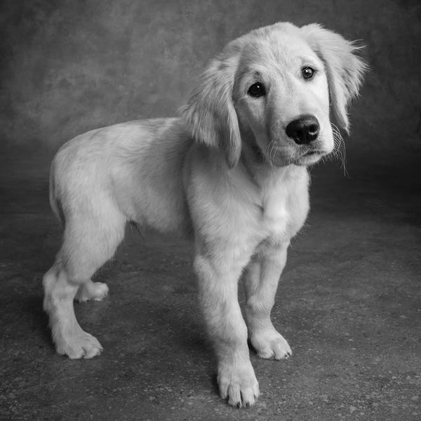 Golden Retrievers: Portrait of Golden Retriever Puppy by Panoramic Images