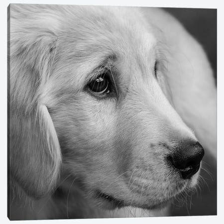 Portrait of Golden Retriever Puppy Canvas Print #PIM15668} by Panoramic Images Canvas Art