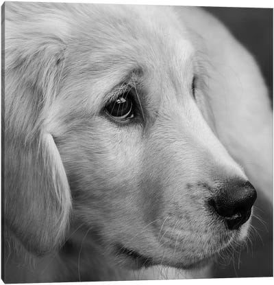 Portrait of Golden Retriever Puppy Canvas Art Print - Golden Retriever Art