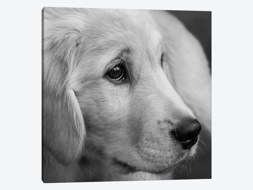 Portrait of Golden Retriever Puppy 1-piece Canvas Artwork