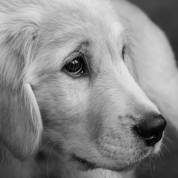 Golden Retrievers: Portrait of Golden Retriever Puppy by Panoramic Images