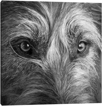 Portrait of Irish Wolf Hound Dog Canvas Art Print - Animal & Pet Photography