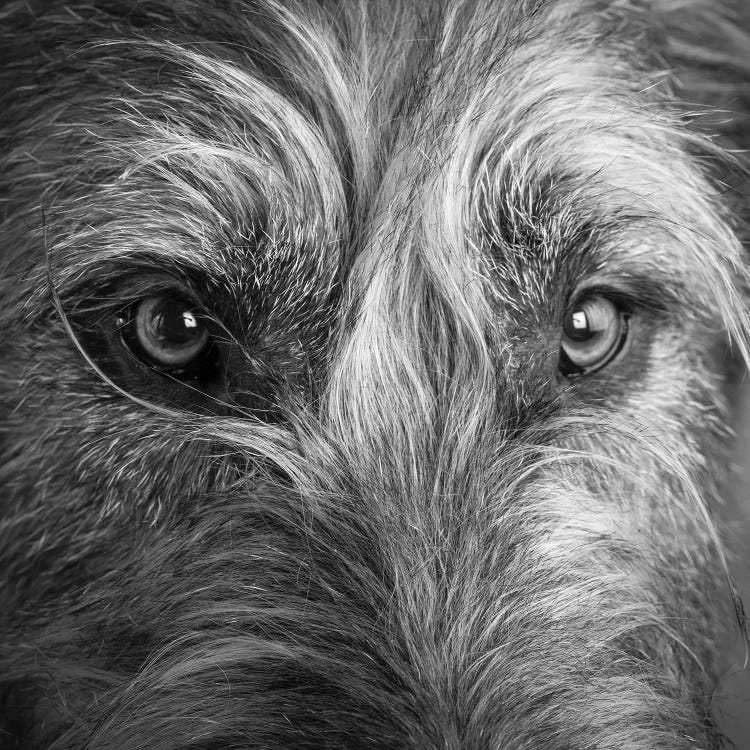 Portrait of Irish Wolf Hound Dog