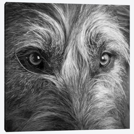 Portrait of Irish Wolf Hound Dog Canvas Print #PIM15669} by Panoramic Images Canvas Art