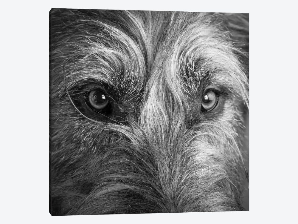 Portrait of Irish Wolf Hound Dog by Panoramic Images 1-piece Canvas Art Print