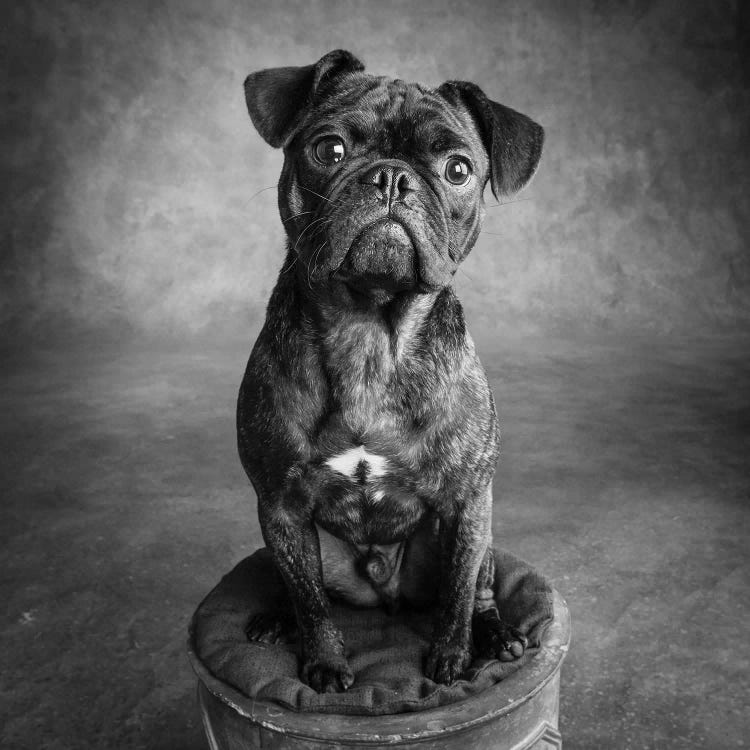 Portrait of Pug Bulldog Mix Dog