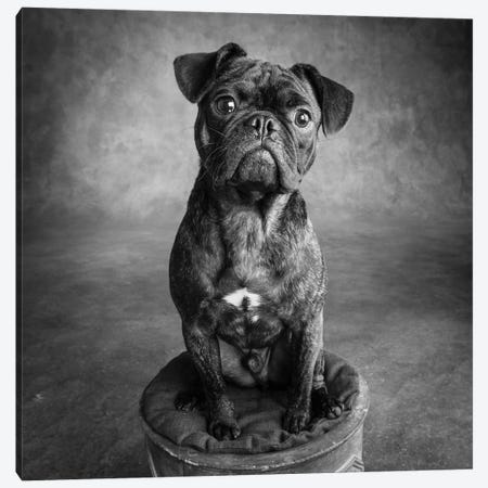 Portrait of Pug Bulldog Mix Dog Canvas Print #PIM15670} by Panoramic Images Art Print