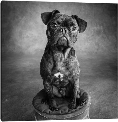 Portrait of Pug Bulldog Mix Dog Canvas Art Print - Pug Art