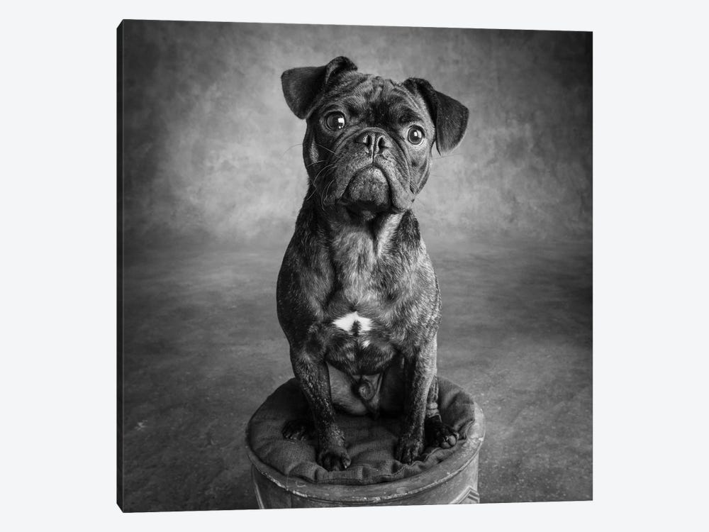 Portrait of Pug Bulldog Mix Dog by Panoramic Images 1-piece Art Print