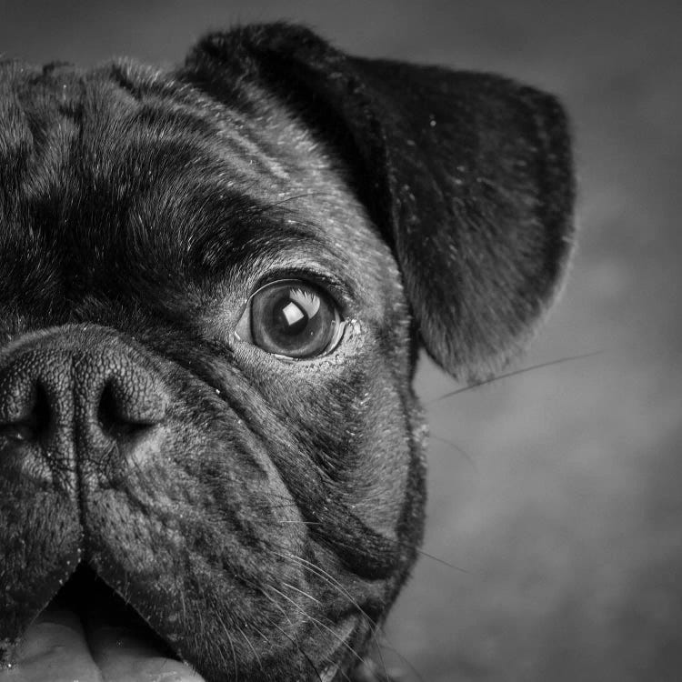 Portrait of Pug Bulldog Mix Dog