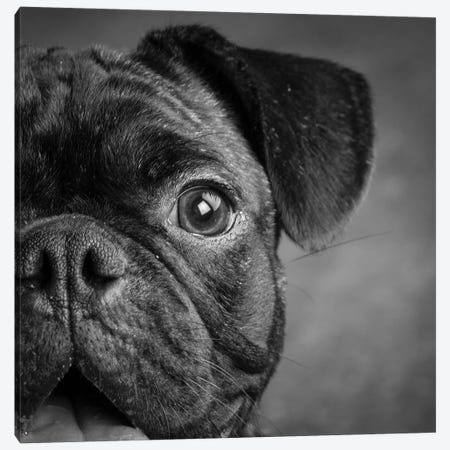 Portrait of Pug Bulldog Mix Dog Canvas Print #PIM15671} by Panoramic Images Canvas Art Print