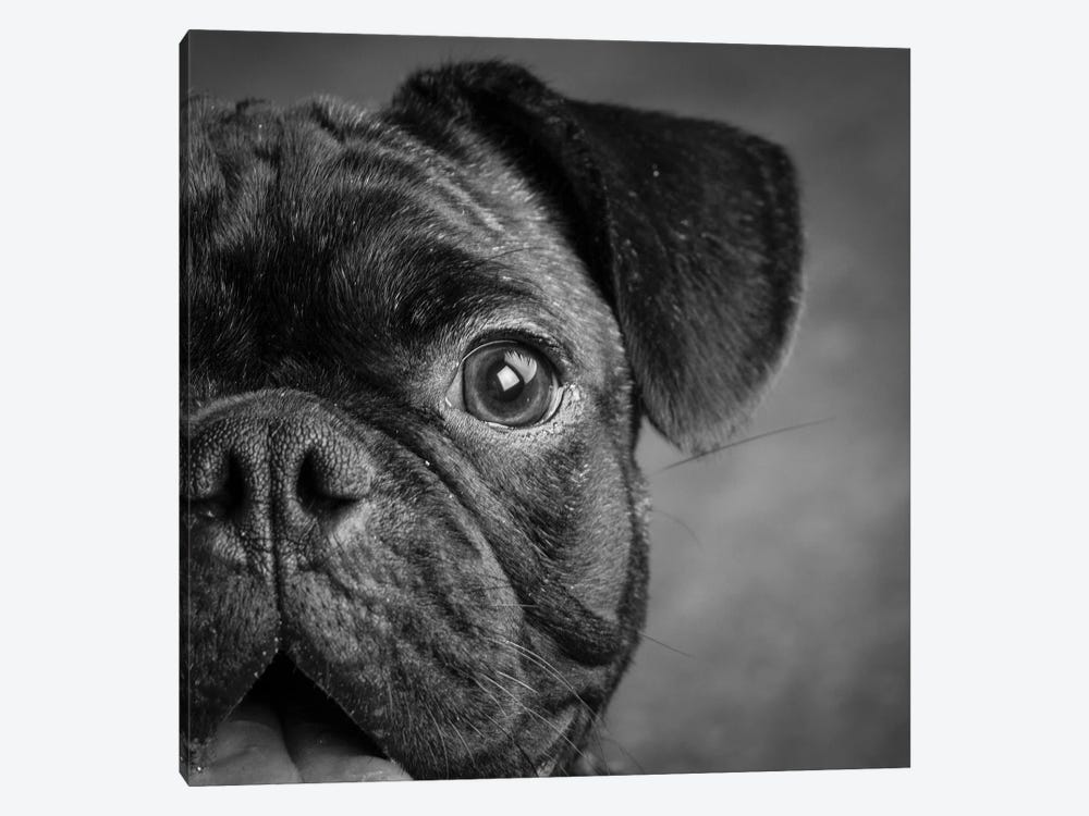 Portrait of Pug Bulldog Mix Dog by Panoramic Images 1-piece Canvas Artwork