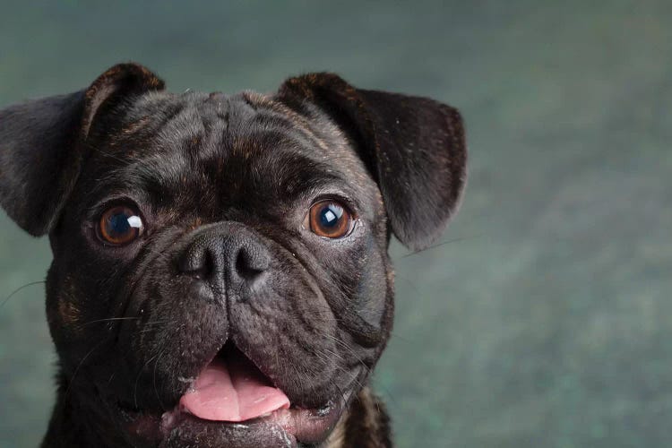 Portrait of Pug Bulldog Mix Dog