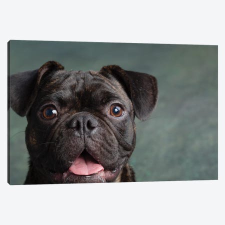 Portrait of Pug Bulldog Mix Dog Canvas Print #PIM15672} by Panoramic Images Art Print
