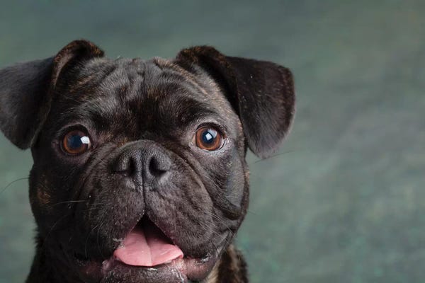 Dog Photography: Portrait of Pug Bulldog Mix Dog by Panoramic Images