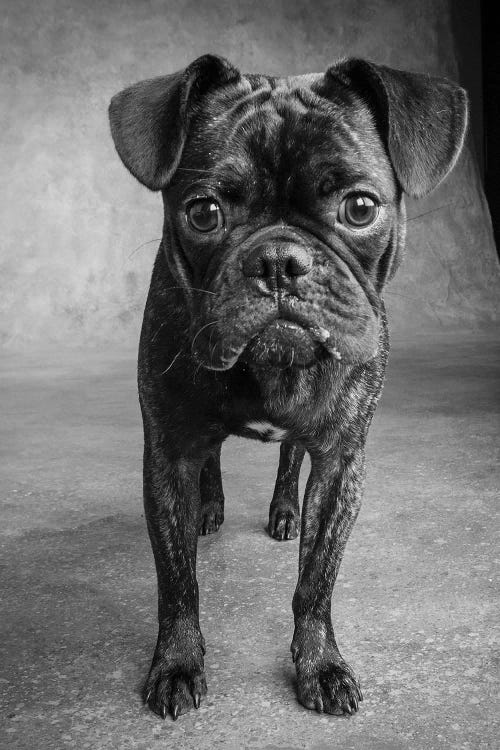 Portrait of Pug Bulldog Mix Dog