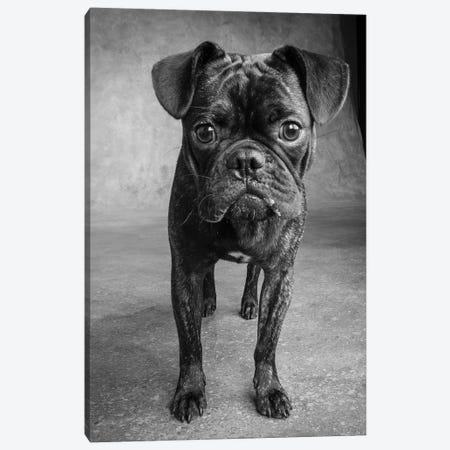 Portrait of Pug Bulldog Mix Dog Canvas Print #PIM15673} by Panoramic Images Canvas Print