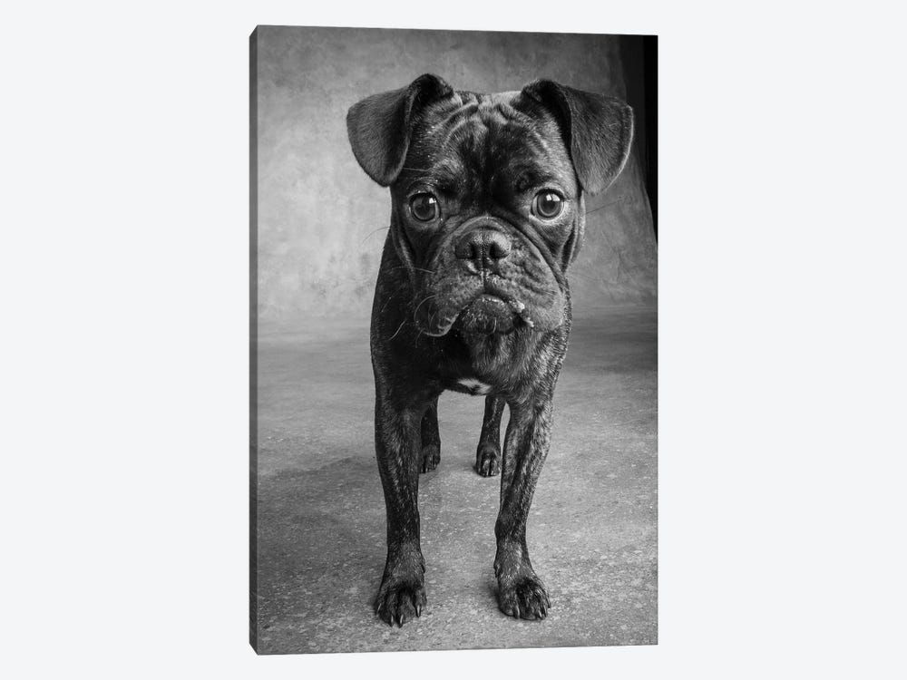 Portrait of Pug Bulldog Mix Dog by Panoramic Images 1-piece Canvas Art