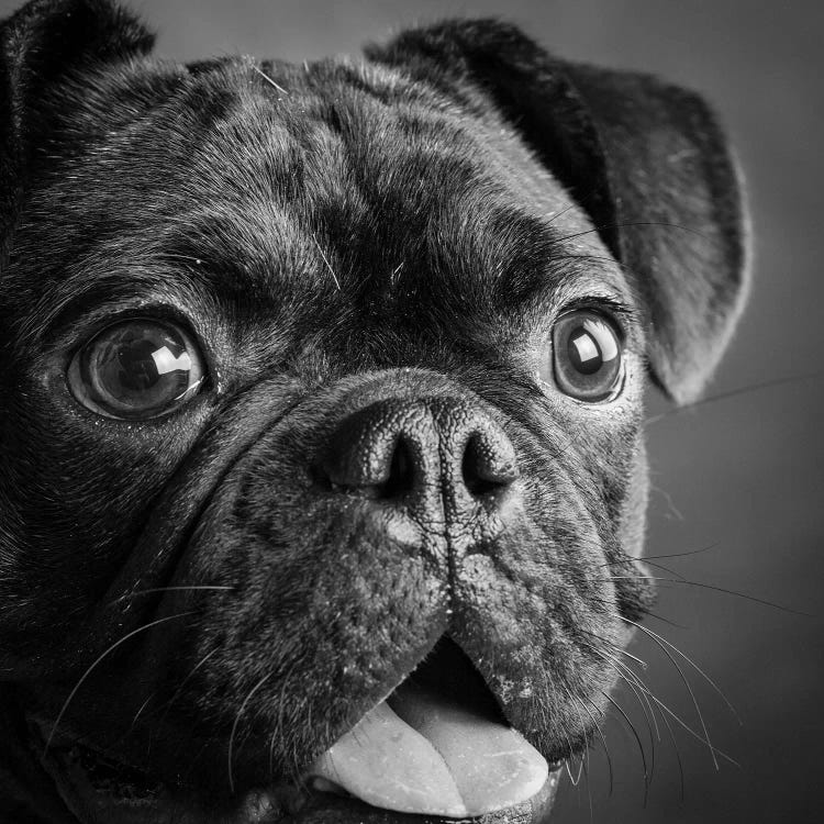 Portrait of Pug Bulldog Mix Dog