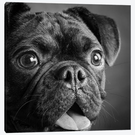 Portrait of Pug Bulldog Mix Dog Canvas Print #PIM15674} by Panoramic Images Canvas Artwork