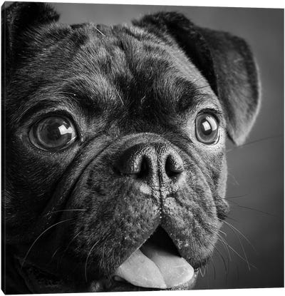 Portrait of Pug Bulldog Mix Dog Canvas Art Print - Animal & Pet Photography