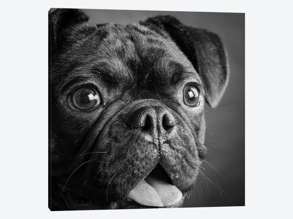 Portrait of Pug Bulldog Mix Dog by Panoramic Images 1-piece Canvas Art Print