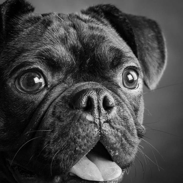 Pugs: Portrait of Pug Bulldog Mix Dog by Panoramic Images