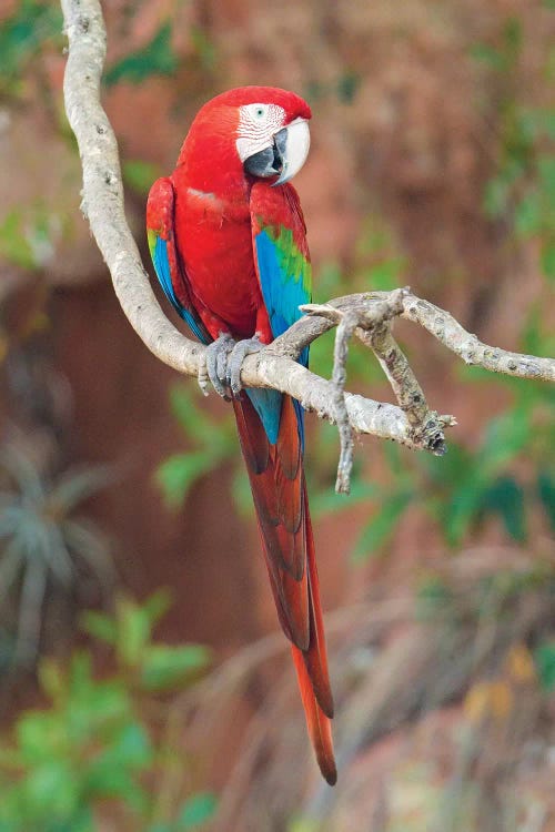 Red And Green Macaw, Porto Jofre, Mato Grosso, Pantanal, Brazil