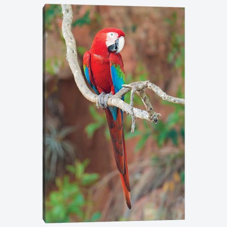 Red And Green Macaw, Porto Jofre, Mato Grosso, Pantanal, Brazil Canvas Print #PIM15675} by Panoramic Images Canvas Wall Art