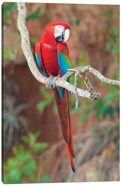 Red And Green Macaw, Porto Jofre, Mato Grosso, Pantanal, Brazil Canvas Art Print - Parrot Art
