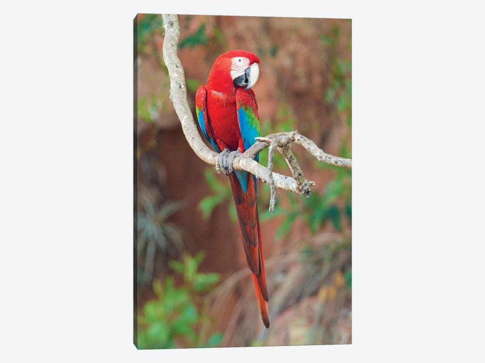 Red And Green Macaw, Porto Jofre, Mato Grosso, Pantanal, Brazil 1-piece Canvas Art