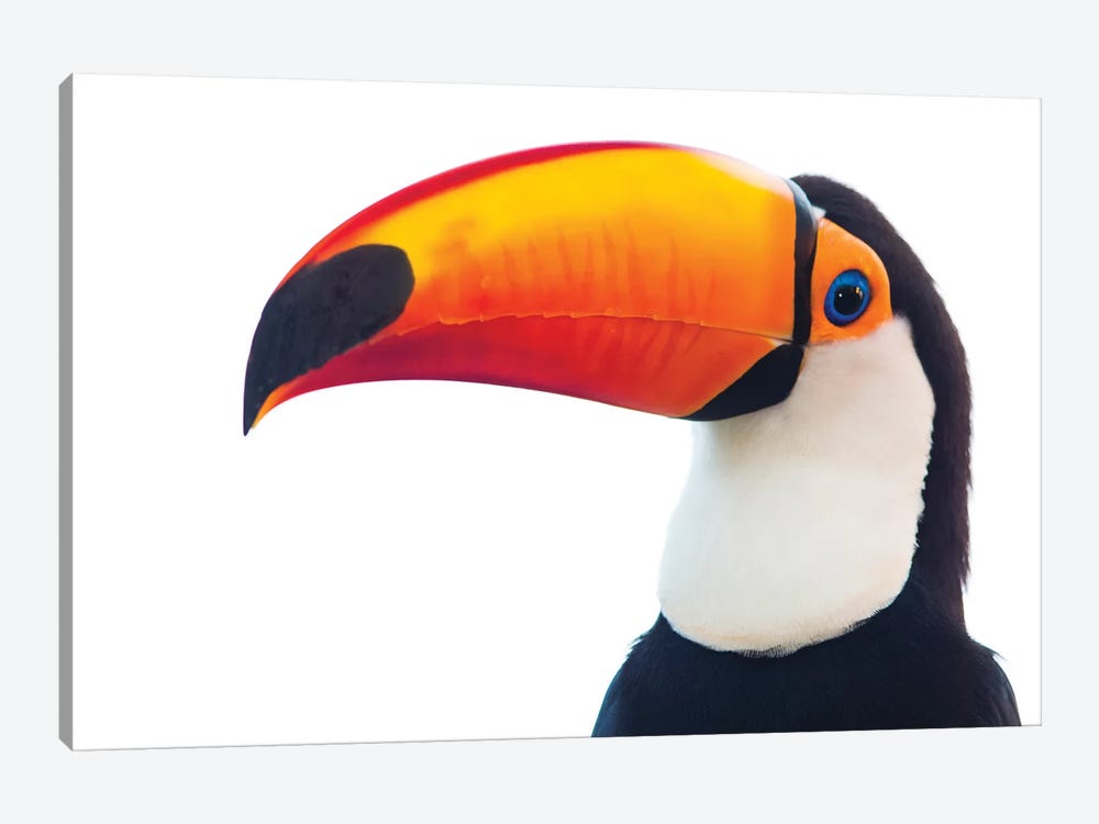 Portrait of toco toucan, Mato Grosso, Brazil by Panoramic Images 1-piece Canvas Artwork