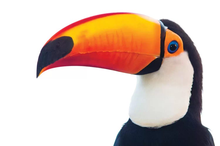 Portrait of toco toucan, Mato Grosso, Brazil