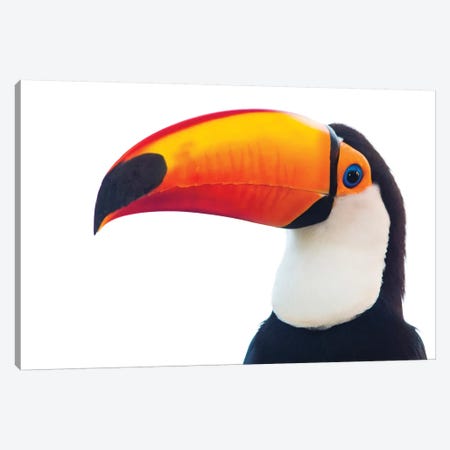 Portrait of toco toucan, Mato Grosso, Brazil Canvas Print #PIM15677} by Panoramic Images Canvas Art