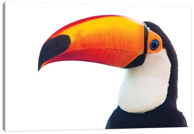 Portrait of toco toucan, Mato Grosso, Brazil Canvas Art Print - Toucan Art