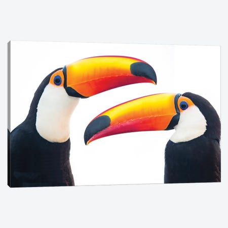 Portrait of toco toucan, Mato Grosso, Brazil Canvas Print #PIM15678} by Panoramic Images Art Print