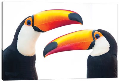 Portrait of toco toucan, Mato Grosso, Brazil Canvas Art Print