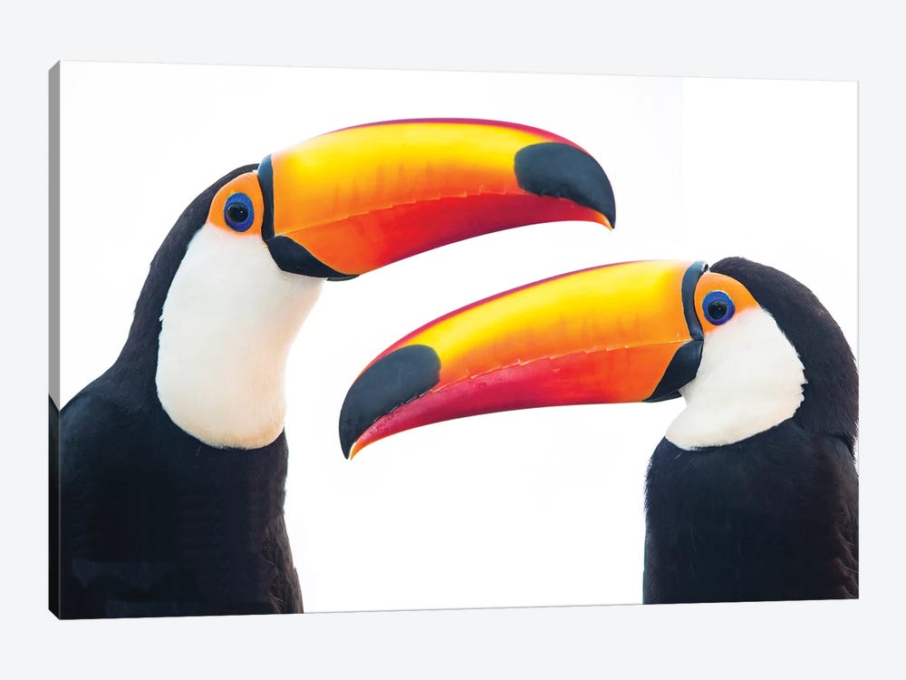 Portrait of toco toucan, Mato Grosso, Brazil by Panoramic Images 1-piece Art Print