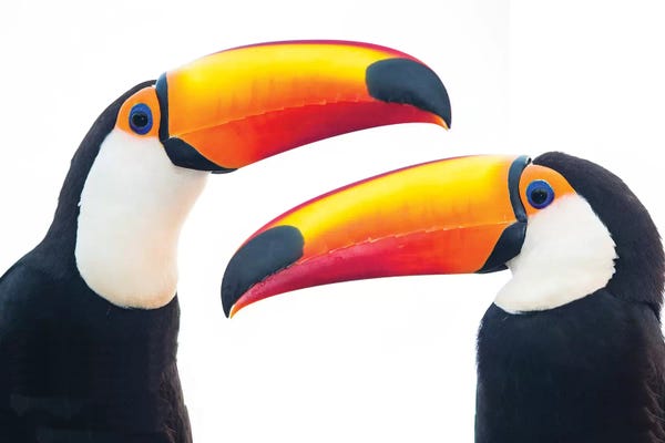 Portrait of toco toucan, Mato Grosso, Brazil