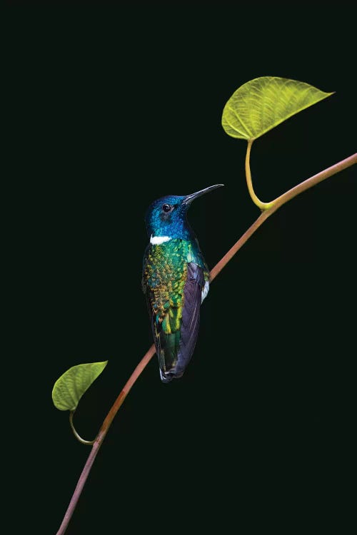 Portrait of white-necked jacobin  perching on branch, Sarapiqui, Costa Rica