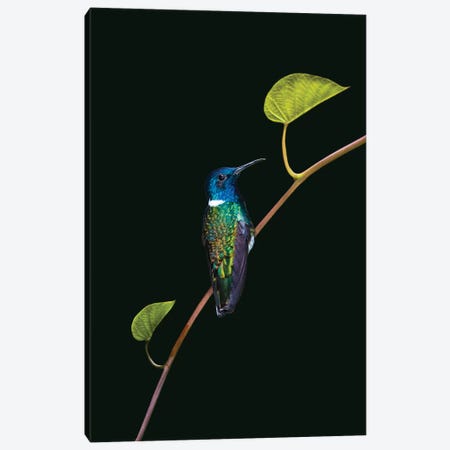 Portrait of white-necked jacobin  perching on branch, Sarapiqui, Costa Rica Canvas Print #PIM15679} by Panoramic Images Canvas Print