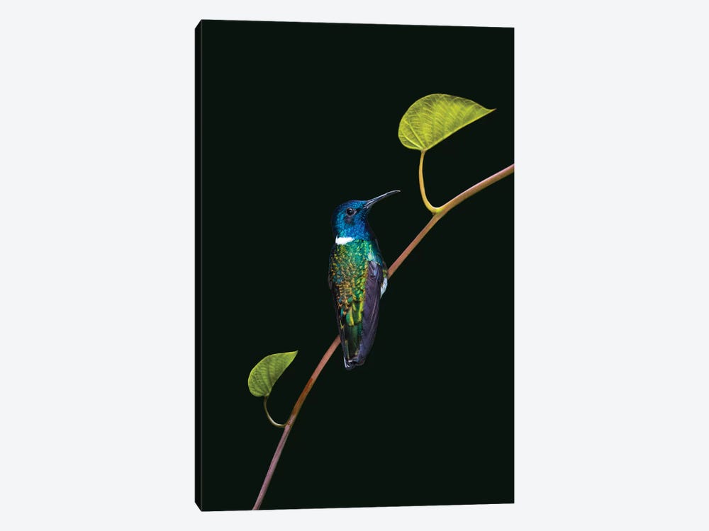 Portrait of white-necked jacobin  perching on branch, Sarapiqui, Costa Rica by Panoramic Images 1-piece Canvas Art