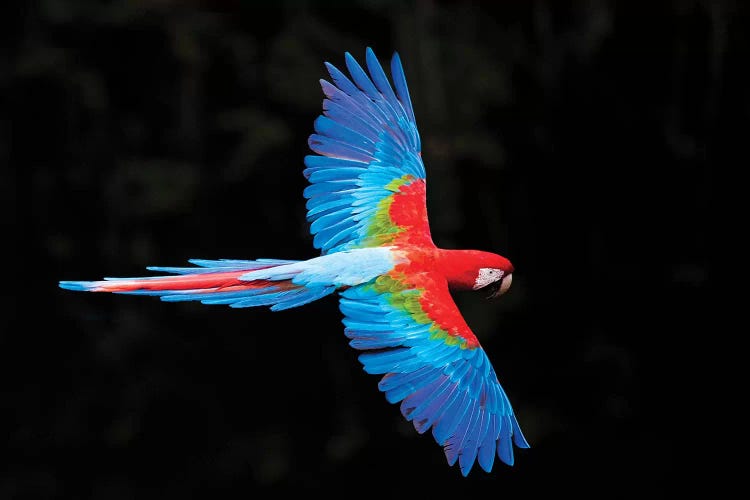 Red and green macaw  in flight , Pantanal, Brazil