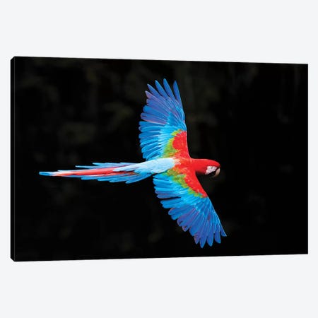 Red and green macaw  in flight , Pantanal, Brazil Canvas Print #PIM15681} by Panoramic Images Canvas Wall Art