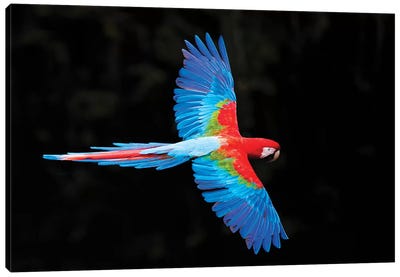 Red and green macaw  in flight , Pantanal, Brazil Canvas Art Print - Brazil Art