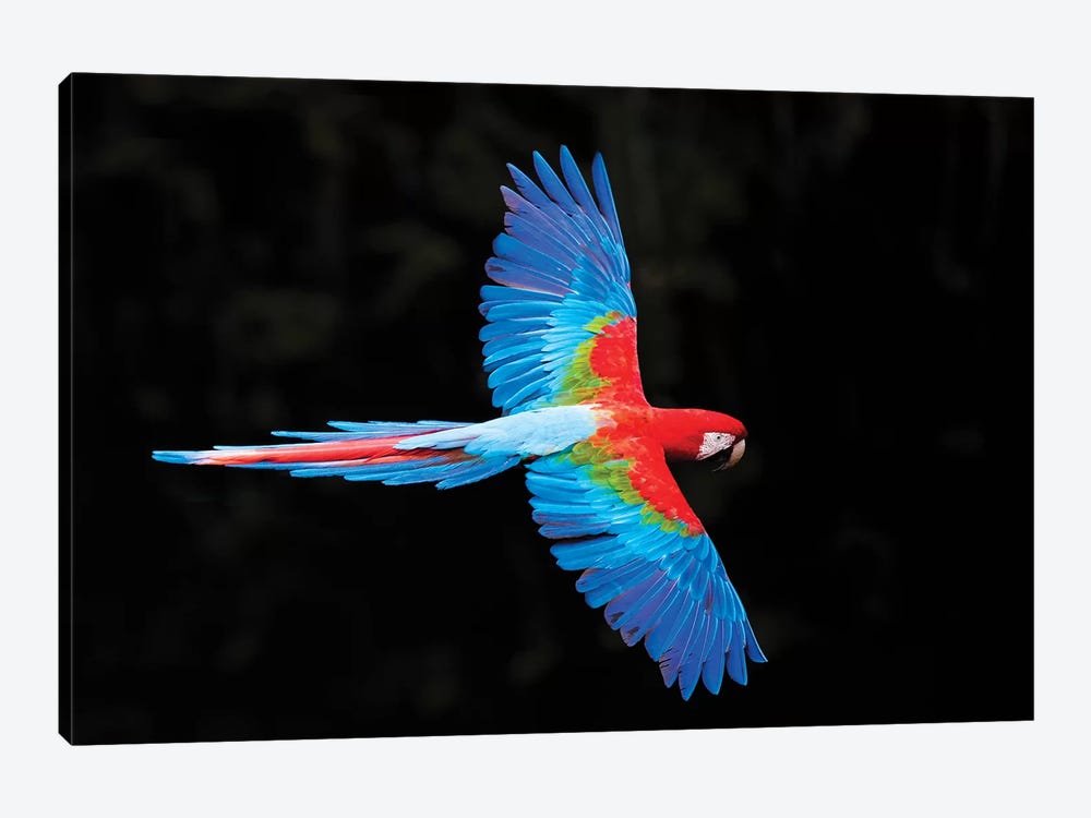 Red and green macaw  in flight , Pantanal, Brazil by Panoramic Images 1-piece Art Print