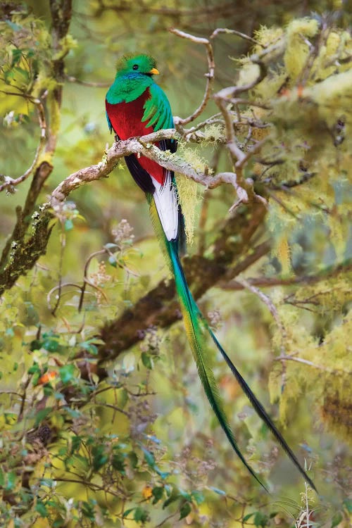 Resplendent quetzal  perching on branch, Talamanca Mountains, Costa Rica