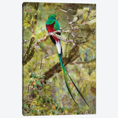 Resplendent quetzal  perching on branch, Talamanca Mountains, Costa Rica Canvas Print #PIM15688} by Panoramic Images Canvas Art