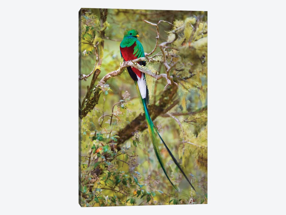 Resplendent quetzal  perching on branch, Talamanca Mountains, Costa Rica by Panoramic Images 1-piece Canvas Artwork