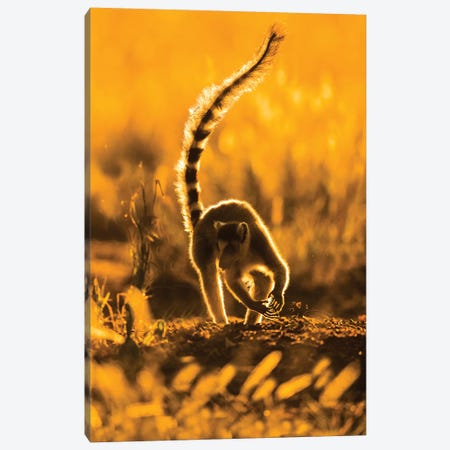 Ring-tailed lemur , Madagascar Canvas Print #PIM15690} by Panoramic Images Canvas Art Print